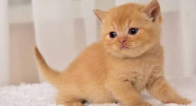 British kittens