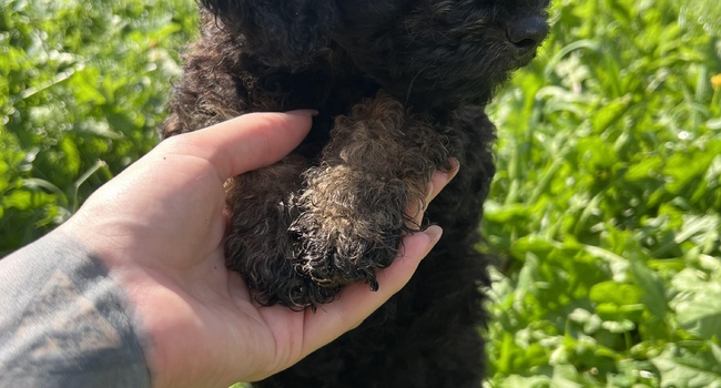 Toy/Miniature Poodle Puppy Yakudza Empress Heart