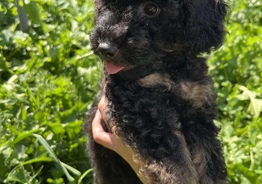 Toy/Miniature Poodle Puppy Yakudza Empress Heart