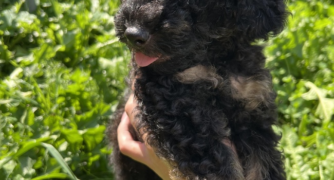 Toy/Miniature Poodle Puppy Yakudza Empress Heart