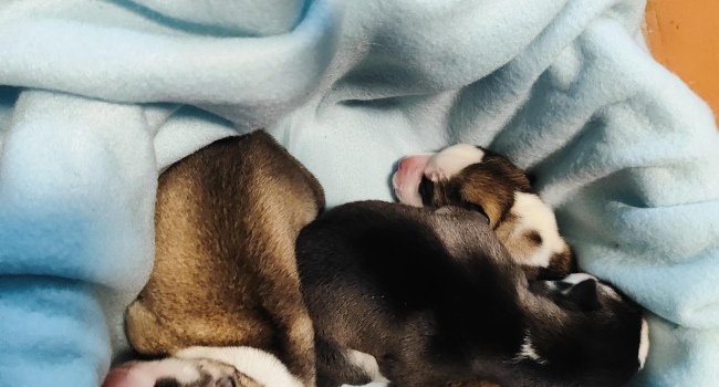 Siberian husky 
