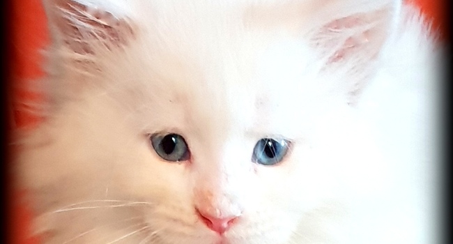 Мейн-кун белые котята